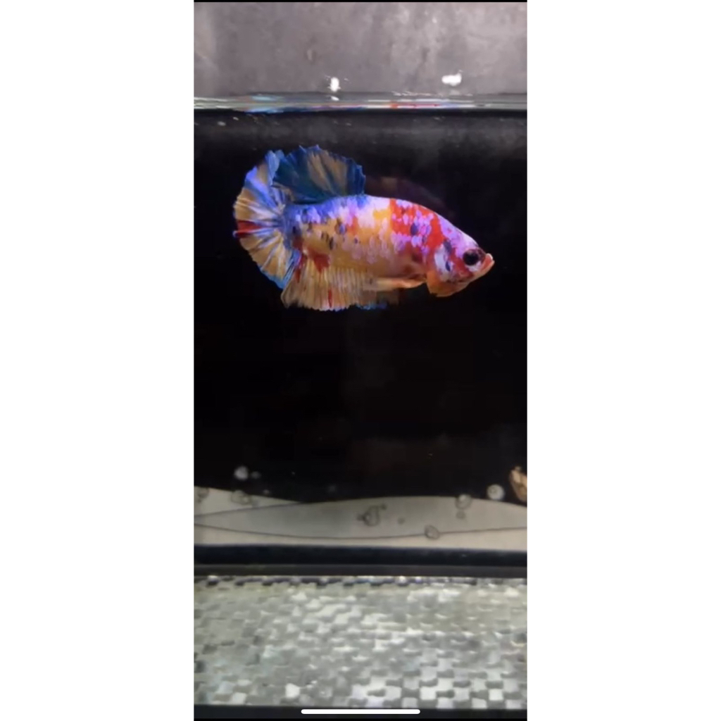 Plakat yellow base multicolour