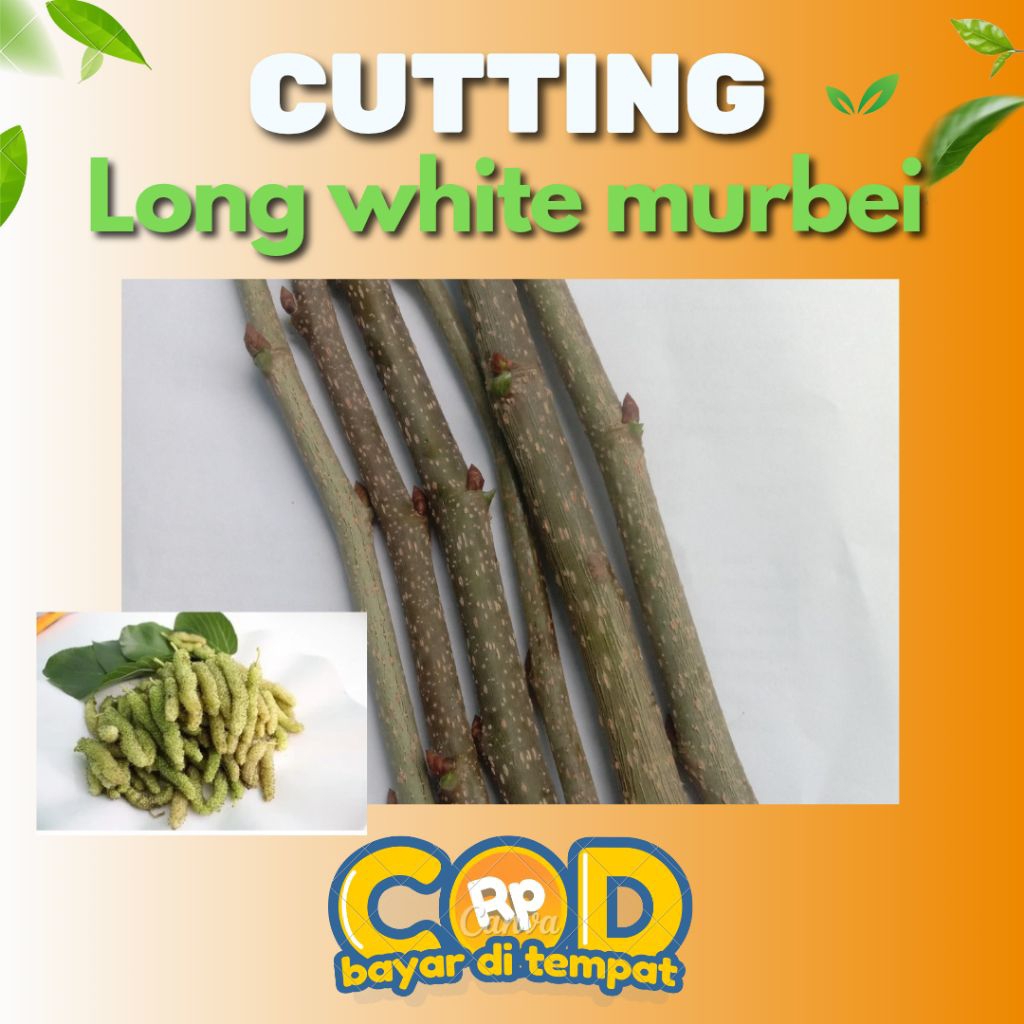 paket cutting batang long white murbei fress isi 5-6