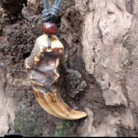 kalung taring macan estestik