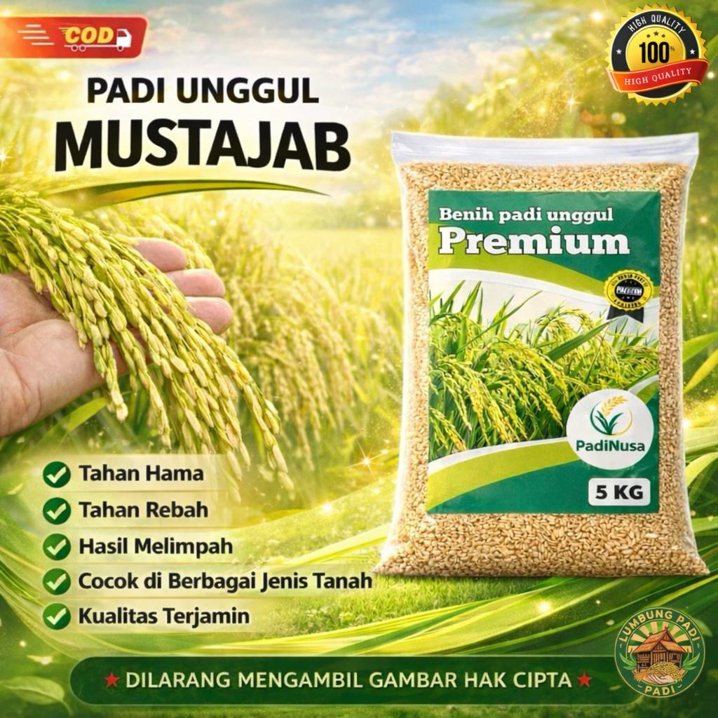 Benih padi MUSTAJAB bibit padi unggul 1-5 KG benih padi berkualitas premium