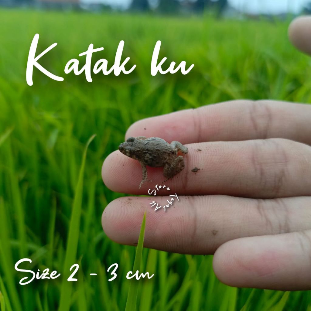 KATAK SAWAH HIDUP BERGARANSI PAKAN IKAN PREDATOR DLL