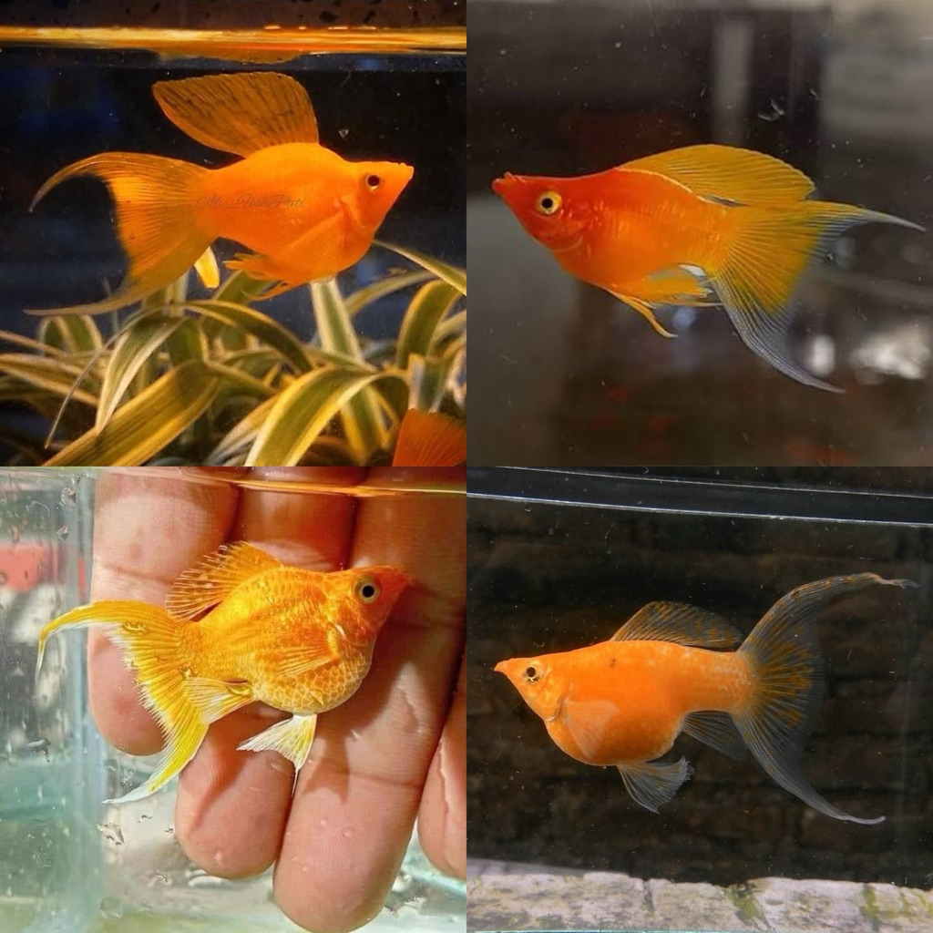 [Chan Aquatic] Ikan Hias Molly Sunkist Lyretail Ikan Hias Molly Sunkist Cawang Ikan Aquascape