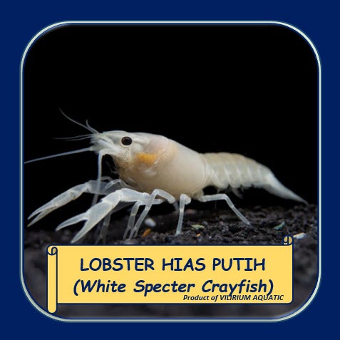 LOBSTER HIAS AIIR TAWAR - LOBSTER WHITE SPECTER CRAYFISH / LOBSTER PUTIH (LOBSTER AQUASCAPE)