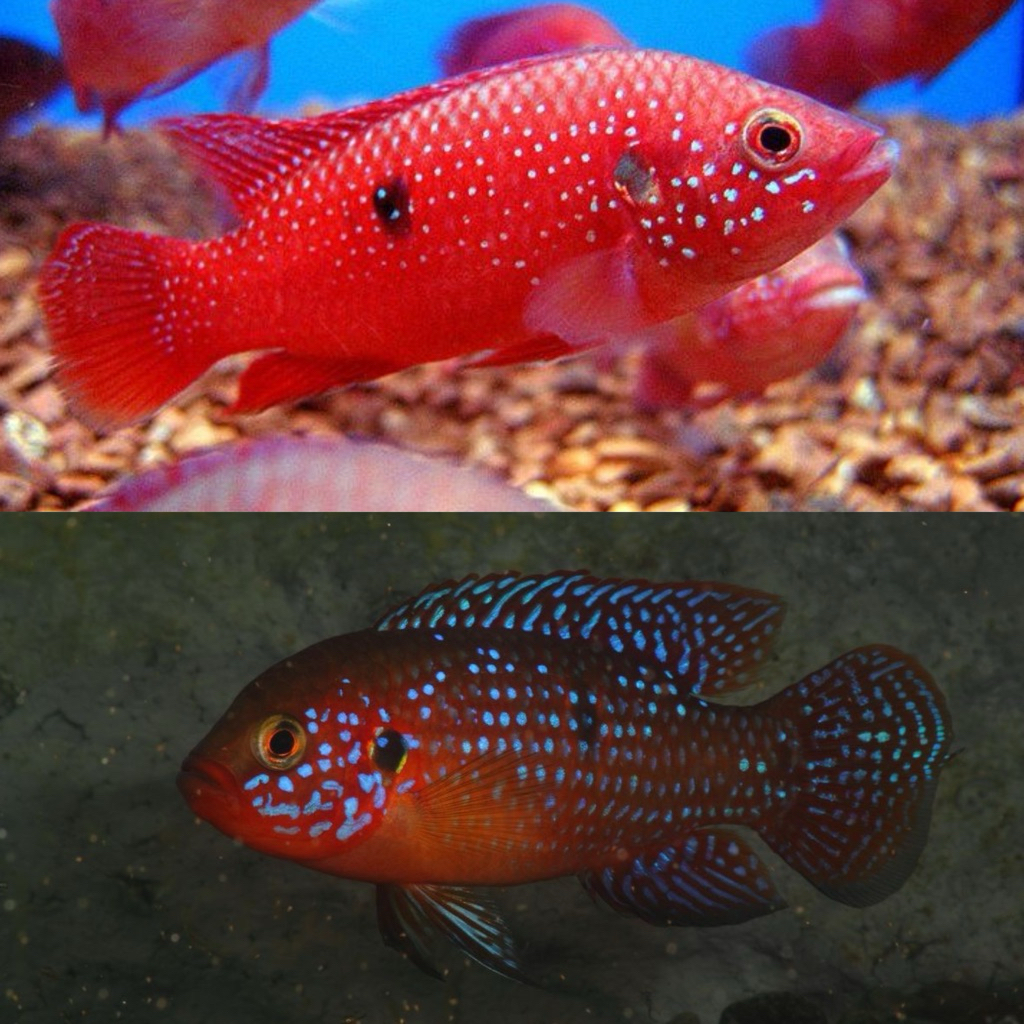 [Chan Aquatic] Ikan Hias Red Jewel Cich Size 4-5cm Hiasan Aquarium