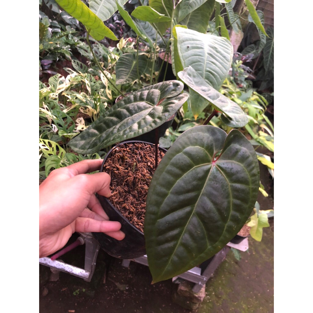 Tanaman Hias Antharium Radicans / Anthurium sirih X Antharium Queen Clarinervium