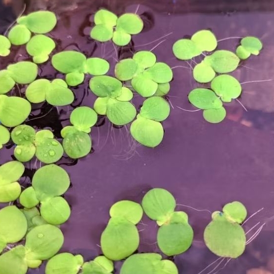 Tanaman Air frogbit tanaman apung