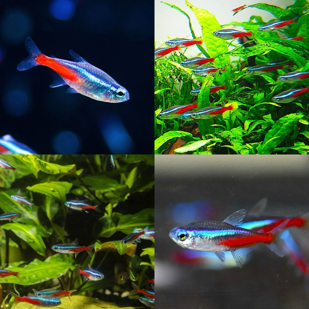 [Chan Aquatic] PAKET IKAN HIAS 10 EKOR NEON TETRA SCHOOLING FISH