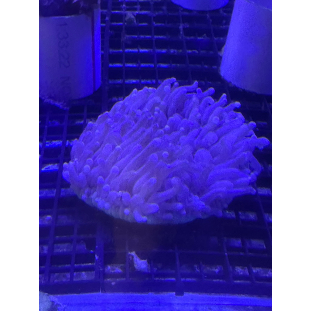 coral karang piring anemon coklat