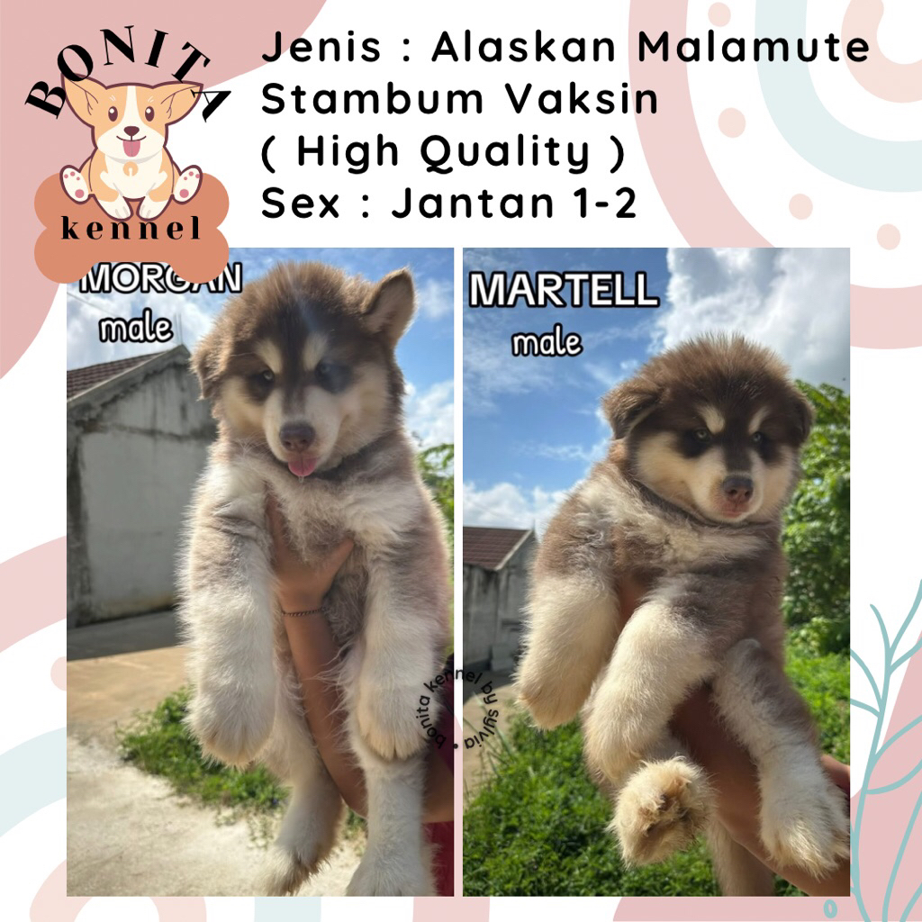 Alaskan Malamute Red Cooper Stambum Anak Anjing Alaskan Malamute Jantan Betina