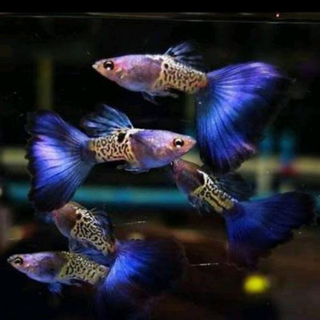 ikan guppy mssbt - metal snake skin blue tail