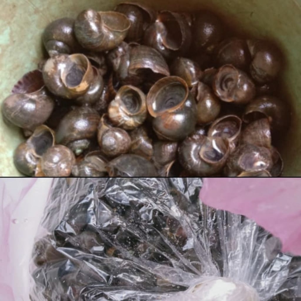 Tutut Mentah Segar | Fresh | Siap Olah