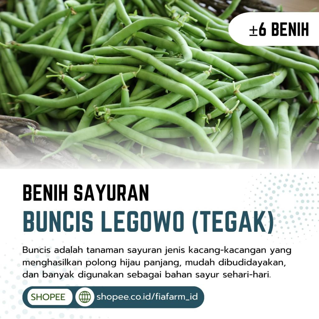 Benih, Bibit, Tanaman Buncis Tegak – Cocok Untuk Pemula dan Pekarangan