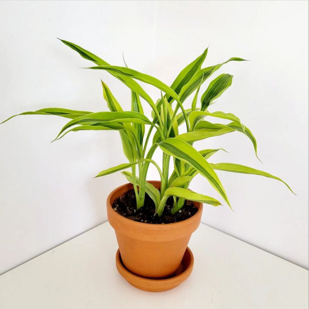 TANAMAN HIAS POHON SRI REJEKI GOLD (BISA COD) // POHON SRI REJEKI