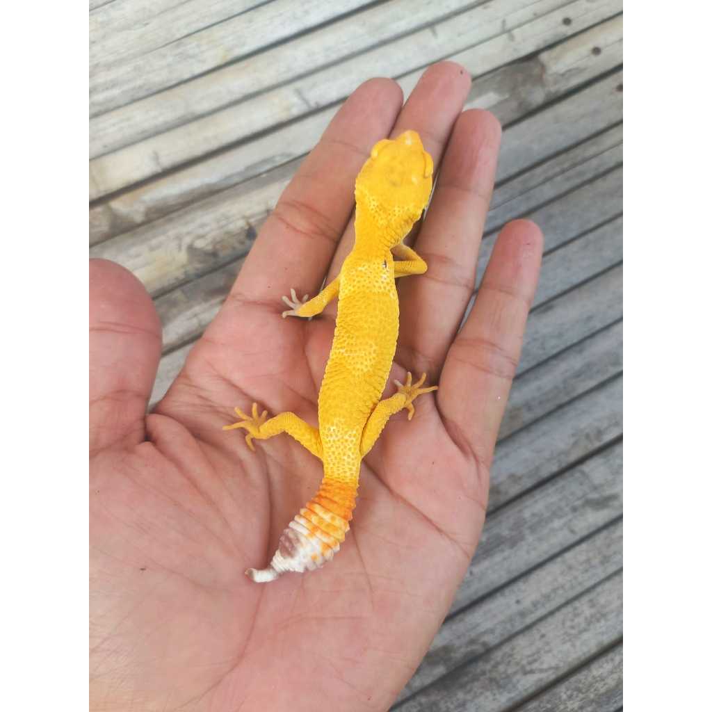 MAINAN GECKO TREMPER LF