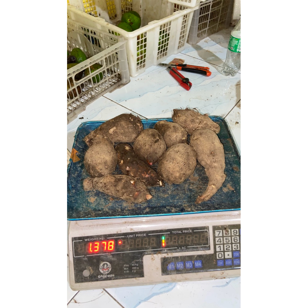 Umbi Mbote lokal segar berkualitas 1Kg