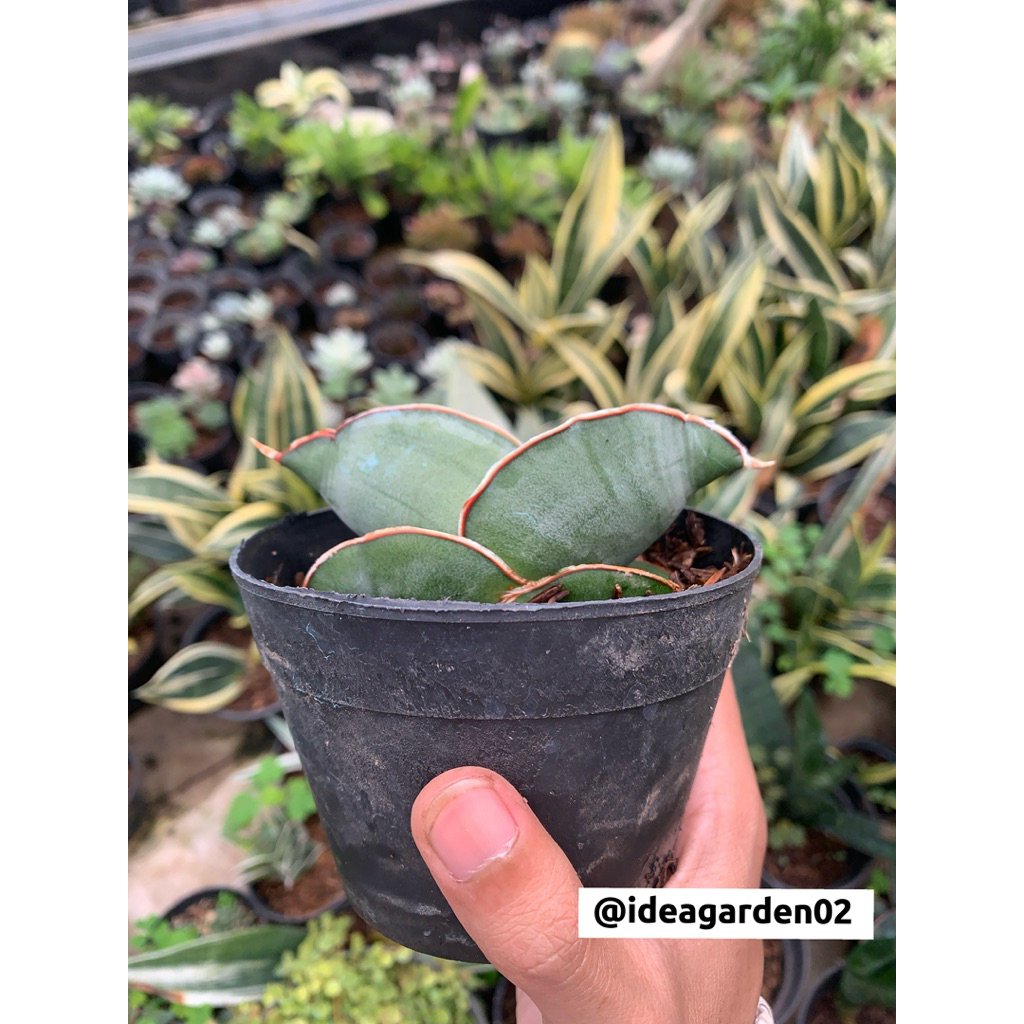 Sansevieria Banana Ukuran Pot 10cm