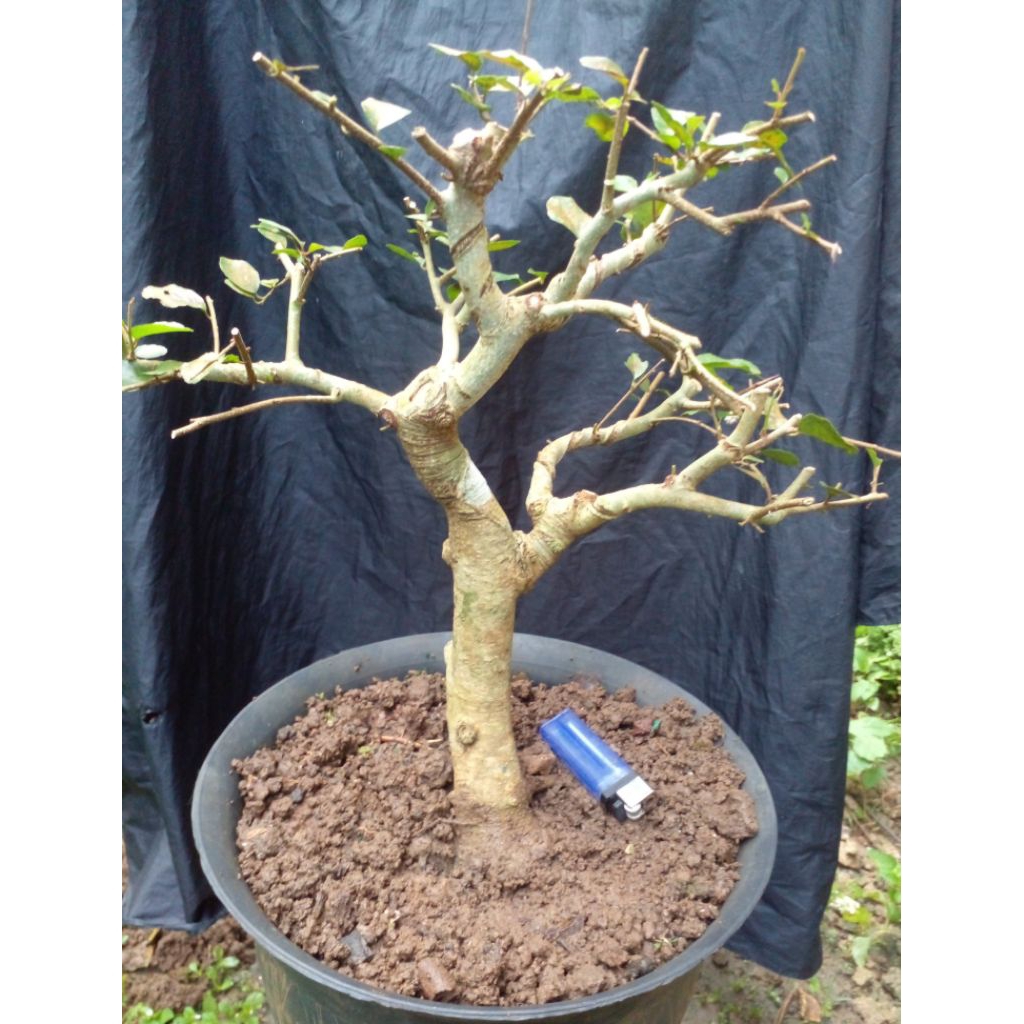 bonsai rukem proses tahapan realpic