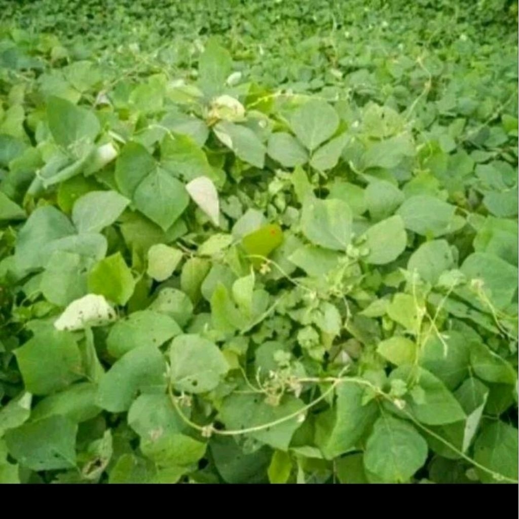 Biji benih mucuna bracteata/pengendali gulma