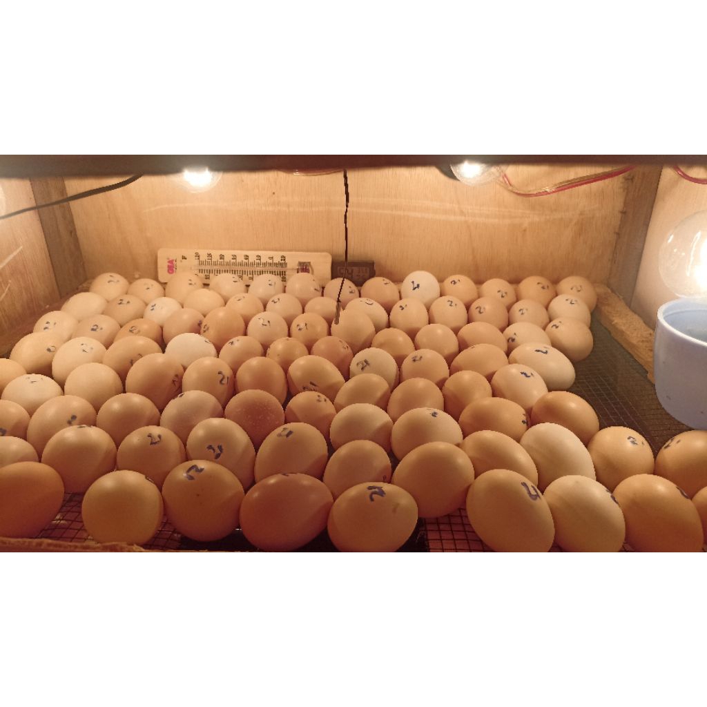 Telur Fertil Kub 2 Narayana