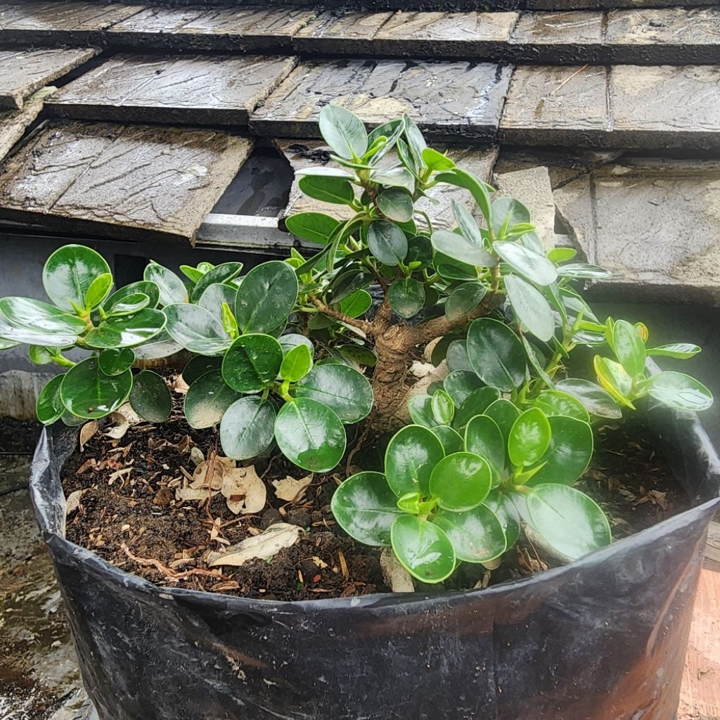 Bonsai Beringin Dolar Mangkok Ficus microcarpa II