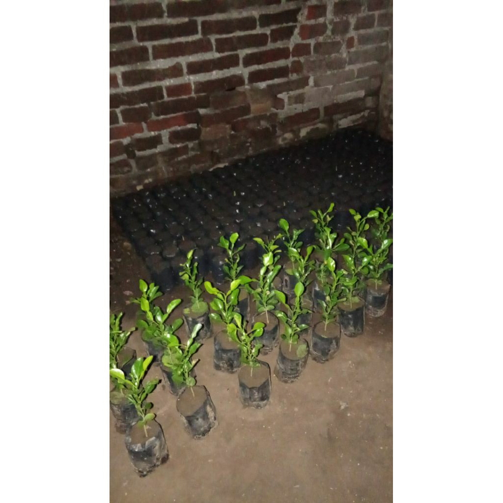 Bibit jeruk purut tinggi 15cm