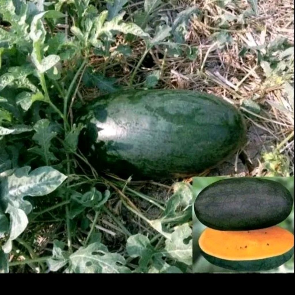 Benih semangka inul kuning maduri