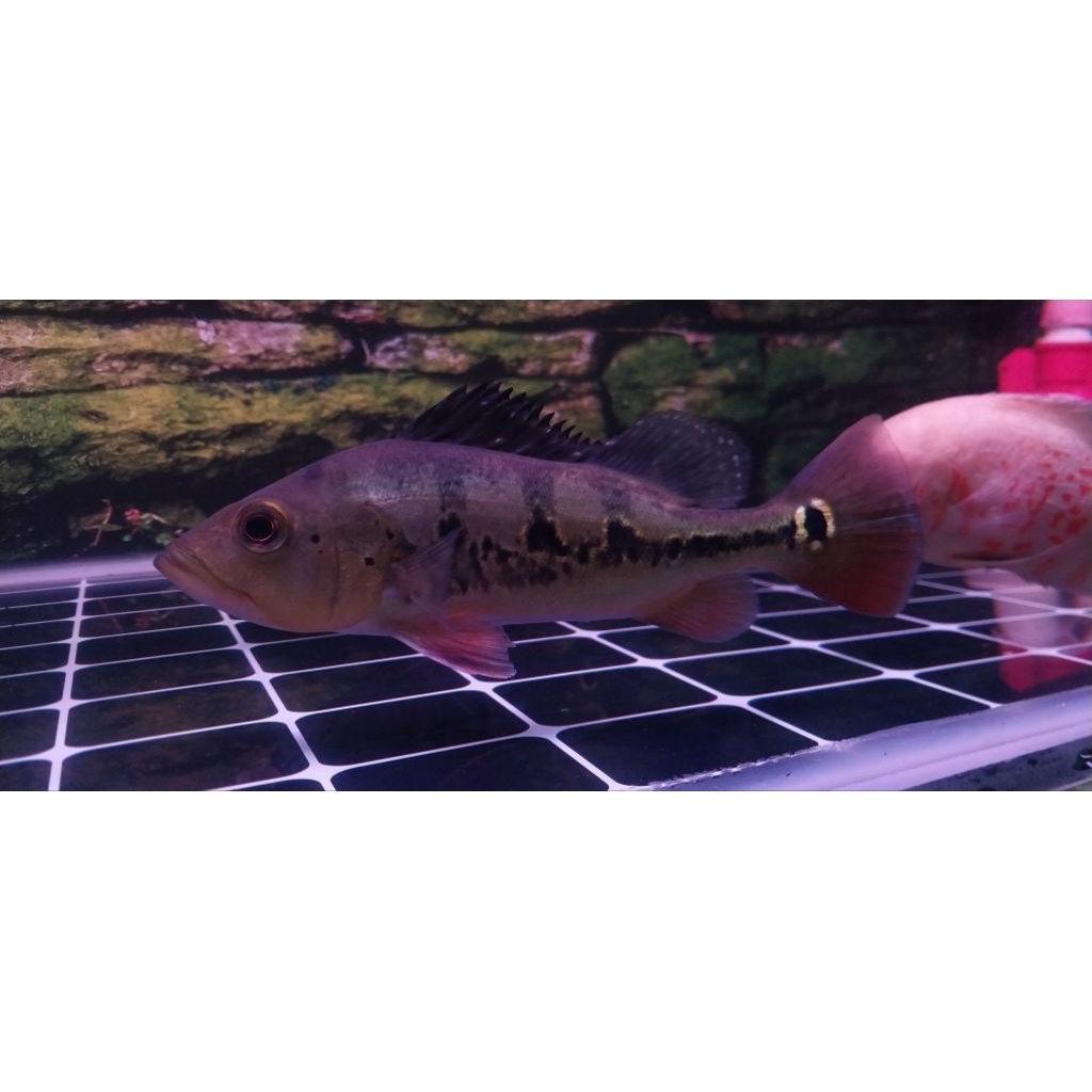 Ikan Pbass Mono GM Uk.16-18cm PELET (INSTAN)