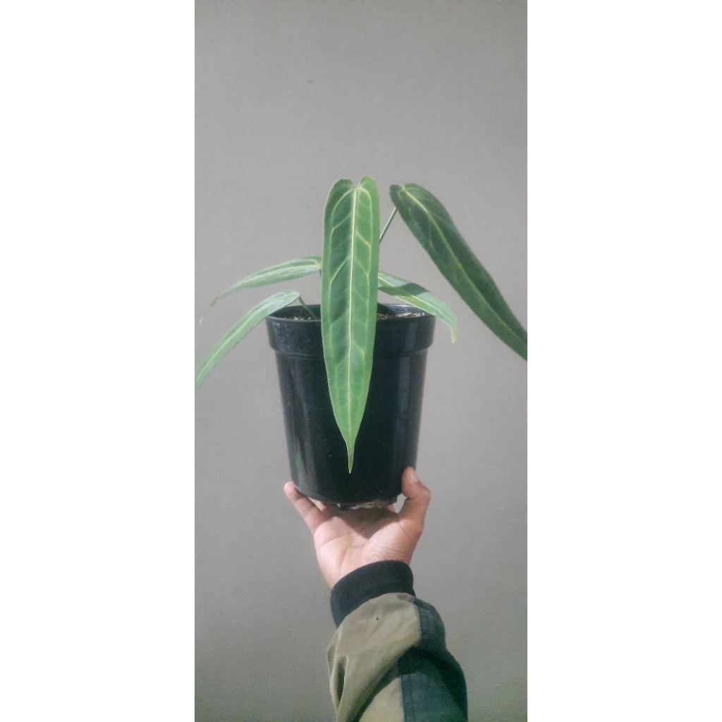 anturium waroqueun /lidah gajah