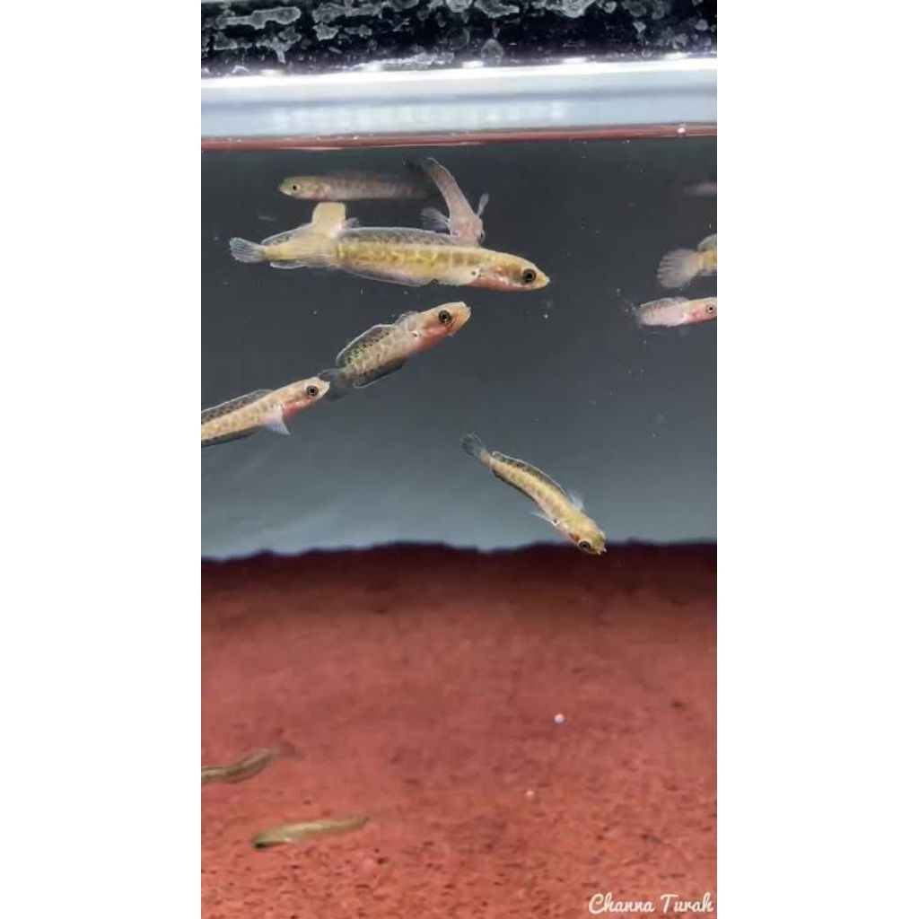 Ikan Channa Auranti CB China Ukuran 5-8cm - Sehat, Sudah Karantina, Makan Pelet FLASH SALE
