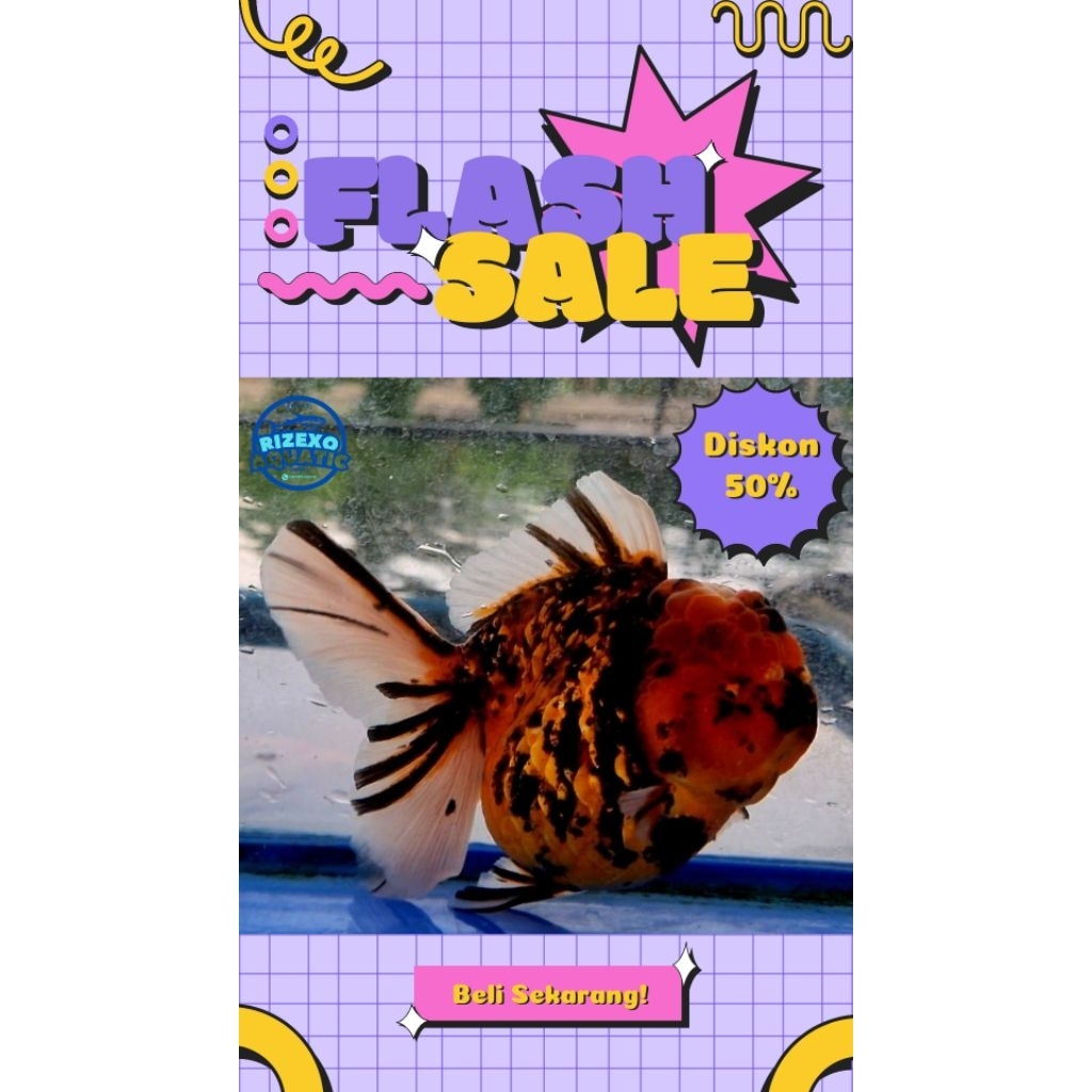Koki Oranda Panda, Tanco, Tricolor 12-14 CM #PromoSpecial