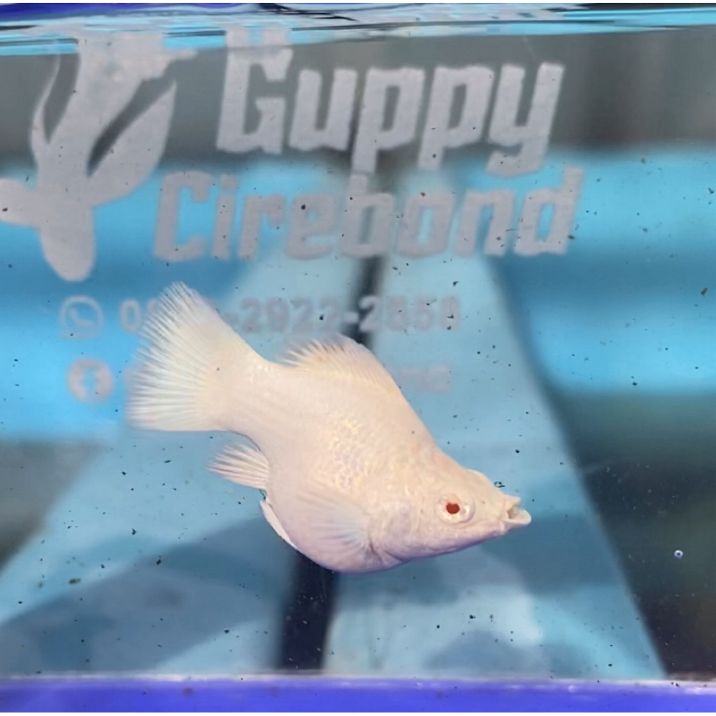 MOLLY ALBINO PLATINUM ROUNTAIL HISAN AQUARIUM