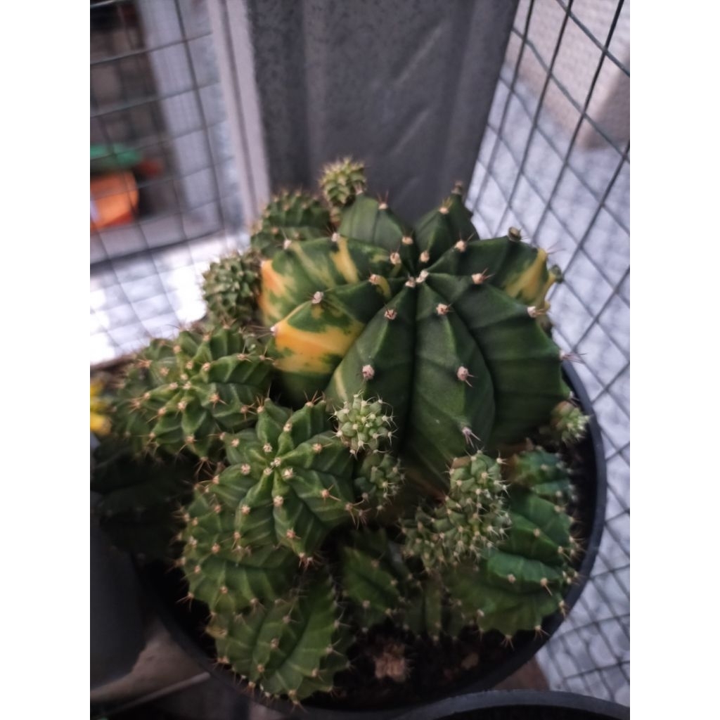 Indukan Gymno Miha Hybrid Variegata Cluster Besar