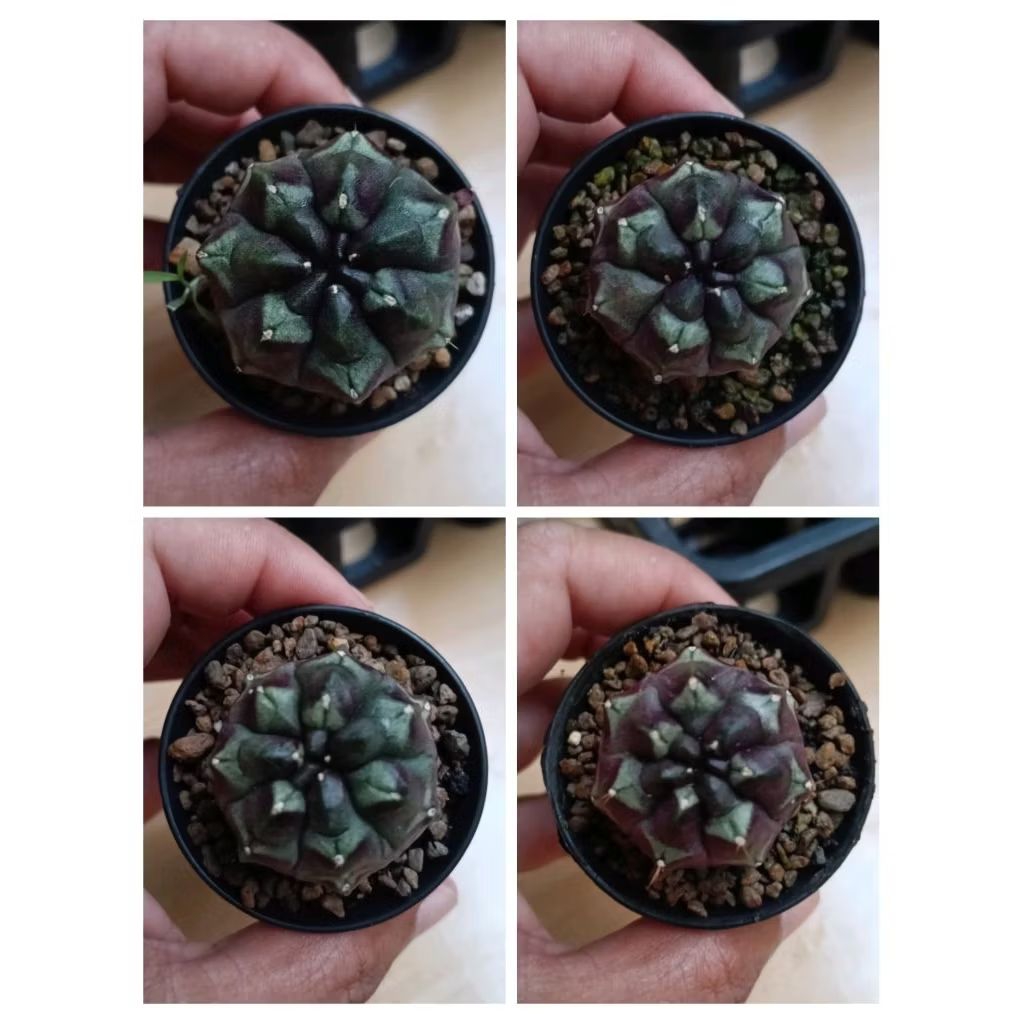 kaktus gymno daydream medium