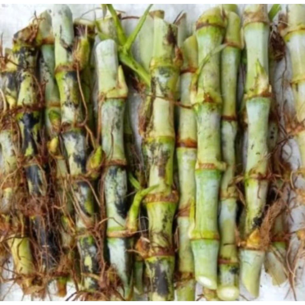 Bibit Rumput odot rumput Gajah kolonjono Kualitas super Pakan ternak sapi kambing