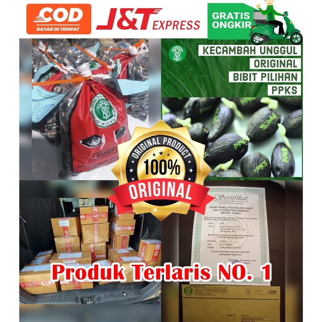 kecambah sawit PPKS original bersertifikat