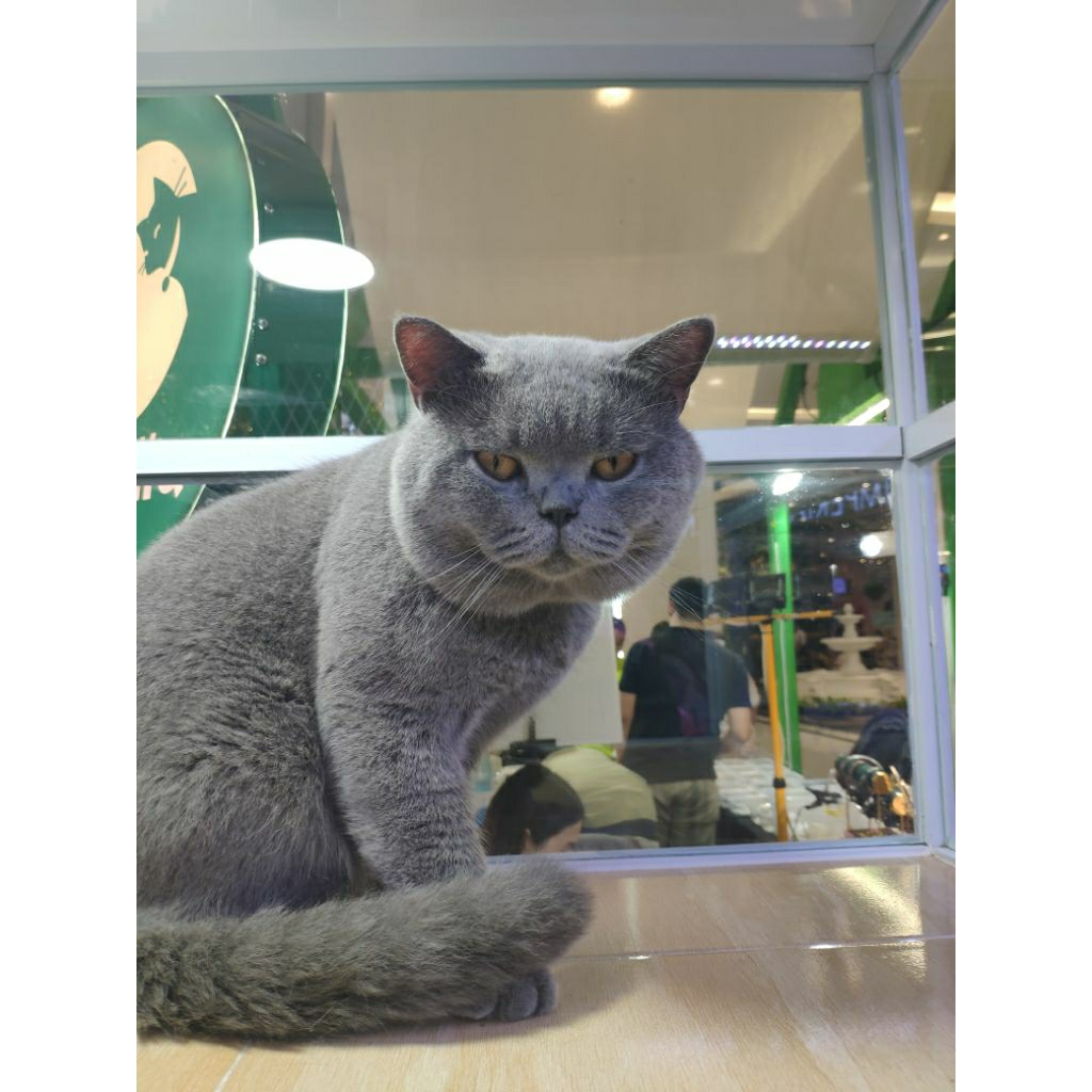 Kucing British Shorthair
