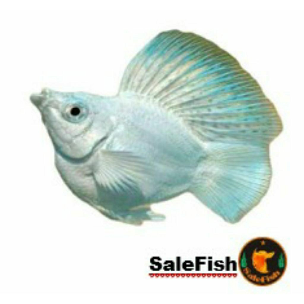 Ikan Molly Balon Platinum Sailfin Roundtail Mata Biru