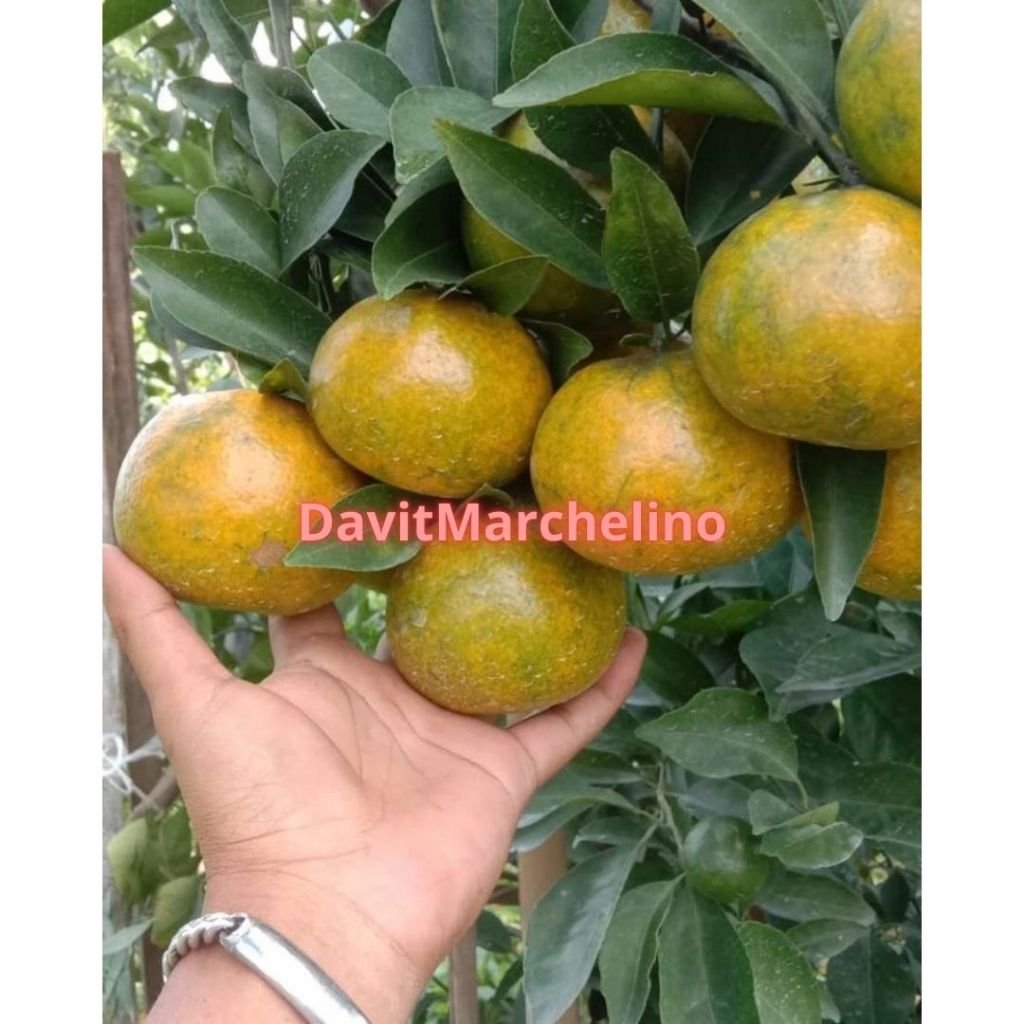 Bibit Jeruk Siam Madu Sudah Berbuah Super Spesial