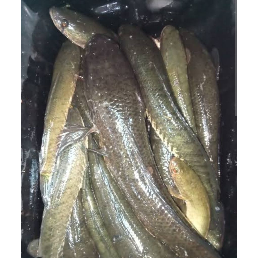 IKAN GABUS HIDUP SEGAR 1KG