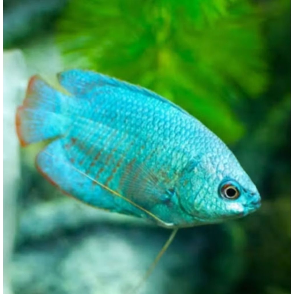 dekorasi hiasan aquarium ikan sepat ralis aquascape