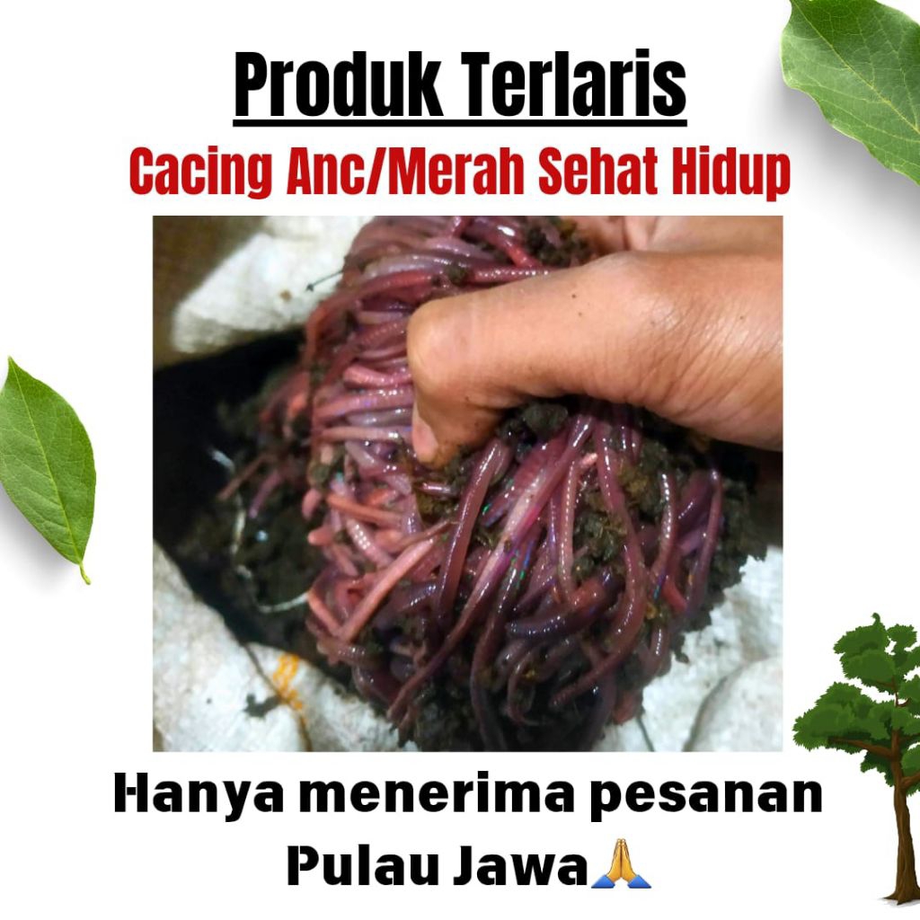Cacing Tanah ANC Merah 250 Gram - Umpan Pancing, Pakan Ikan, dan Burung