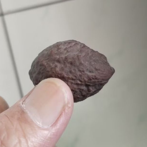 Kemiri Adu Muncang Adu Jayanti Rajabatok Ori Tua Jatuhan