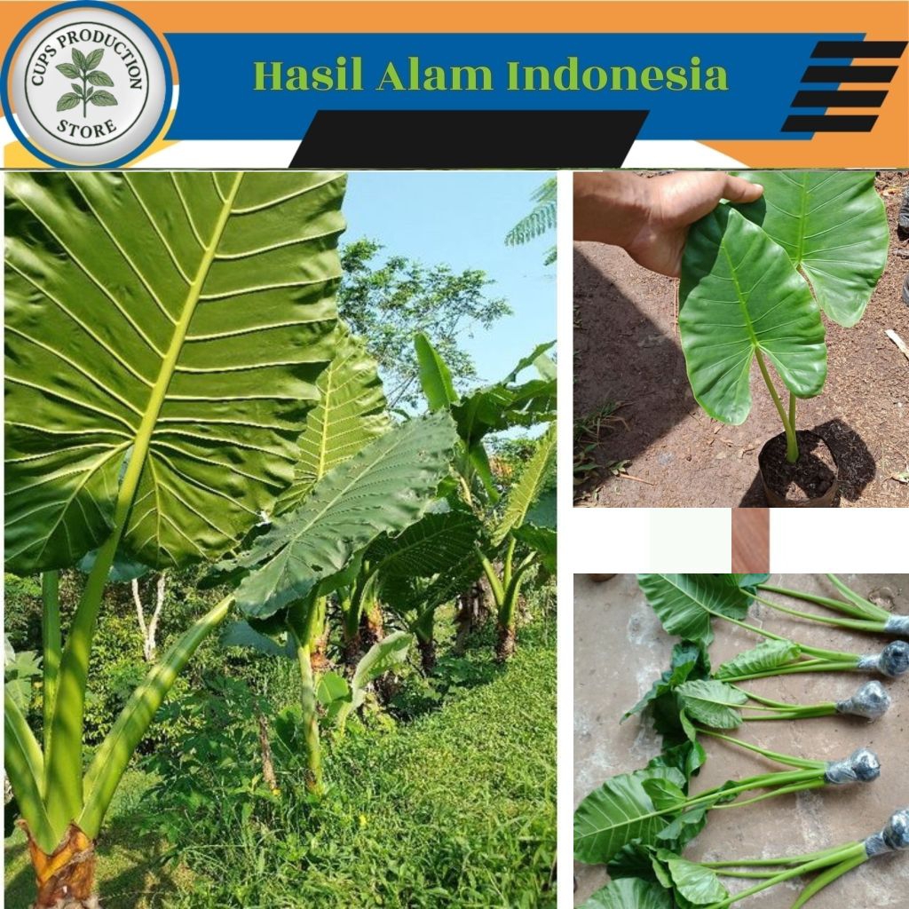 BIBIT TALAS SENTE / TALAS BESAR Unggulan Siap Tanam