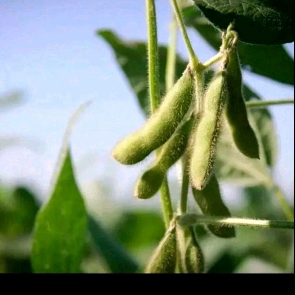 Biji benih kacang kedelai varietas Anjasmoro