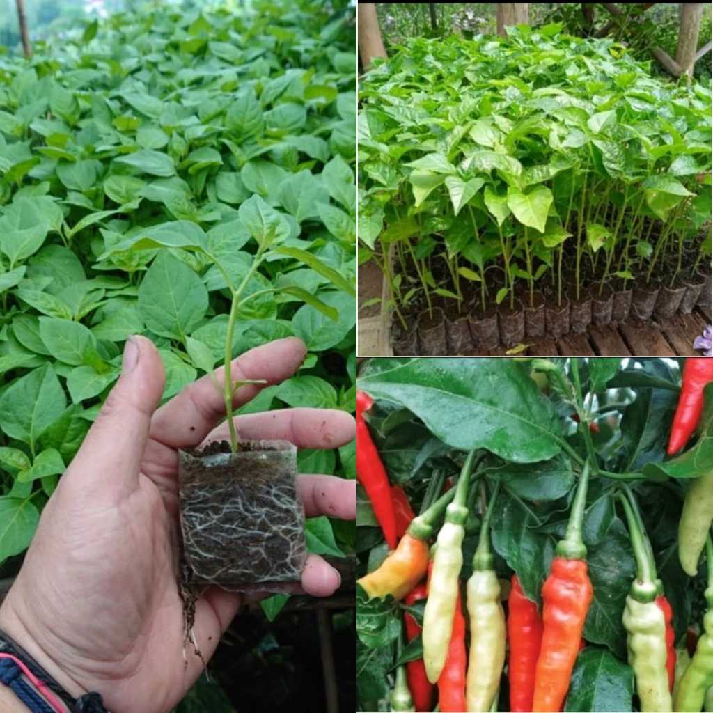Bibit cabai rawit full akar siap tanam