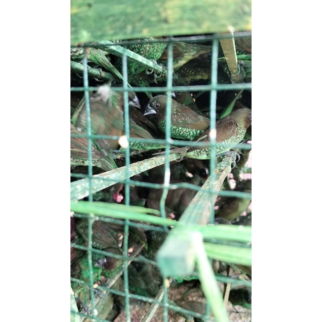 Burung Emprit Warna Warni - Burung Kecil Warna - Burung Pipit Warna Warni