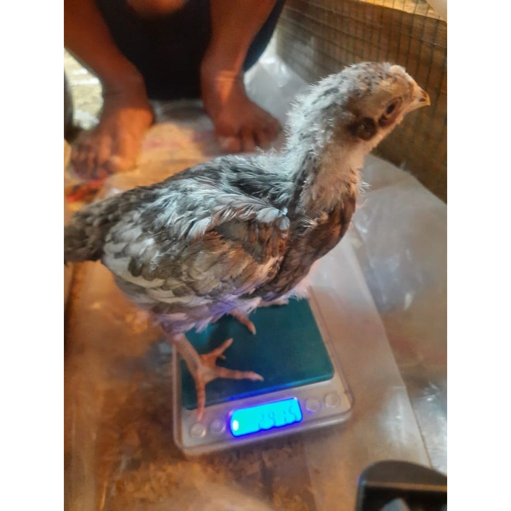 ANAK AYAM KAMPUNG PERSILANGAN ELBA, KUNTARA4, URABA, GOKU, ARAB (CAMPUR), USIA 3 MINGGU,  HRG UNTUK 