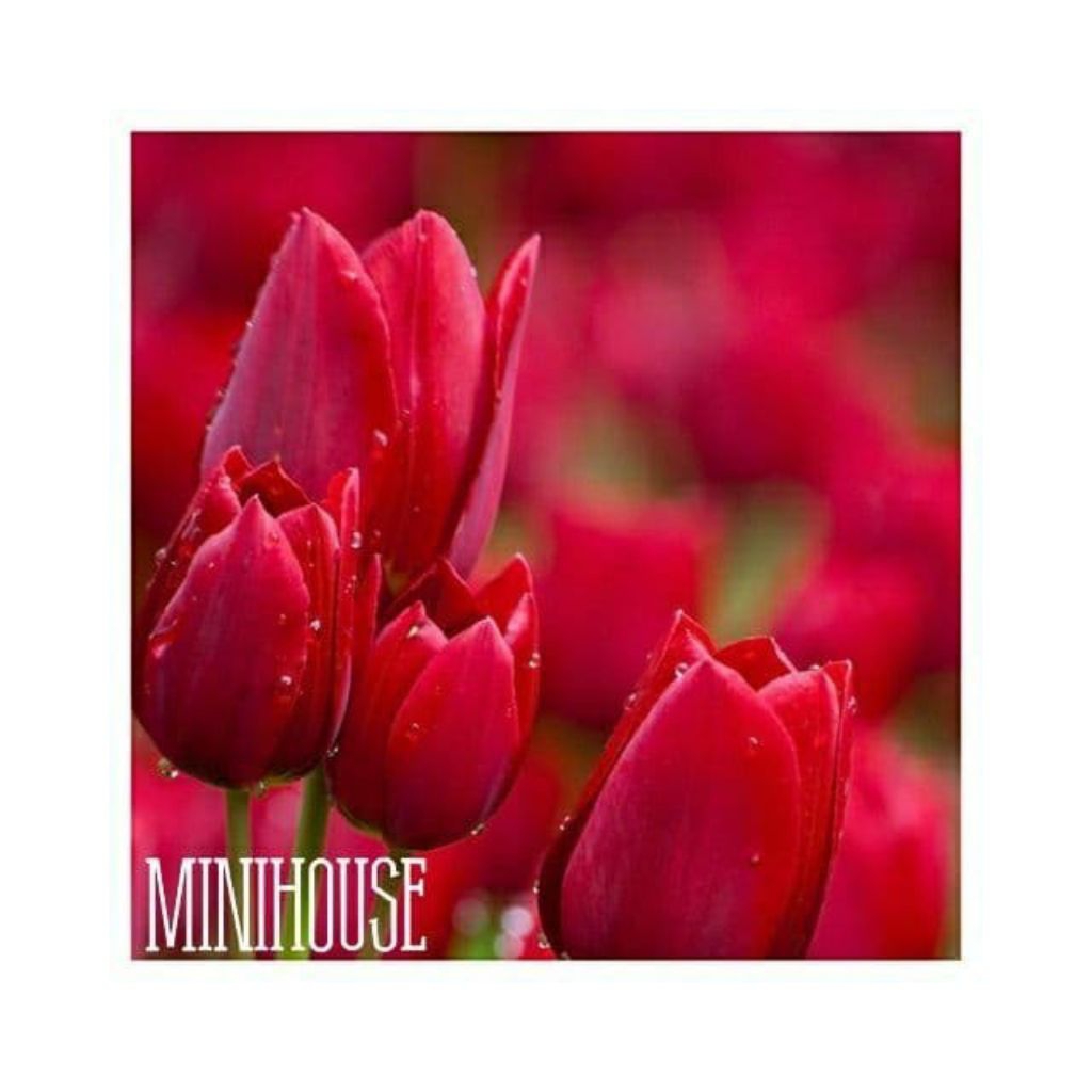 bunga tulip bentuk umbi (ID merah merona) bunga tulip bentuk umbi besar