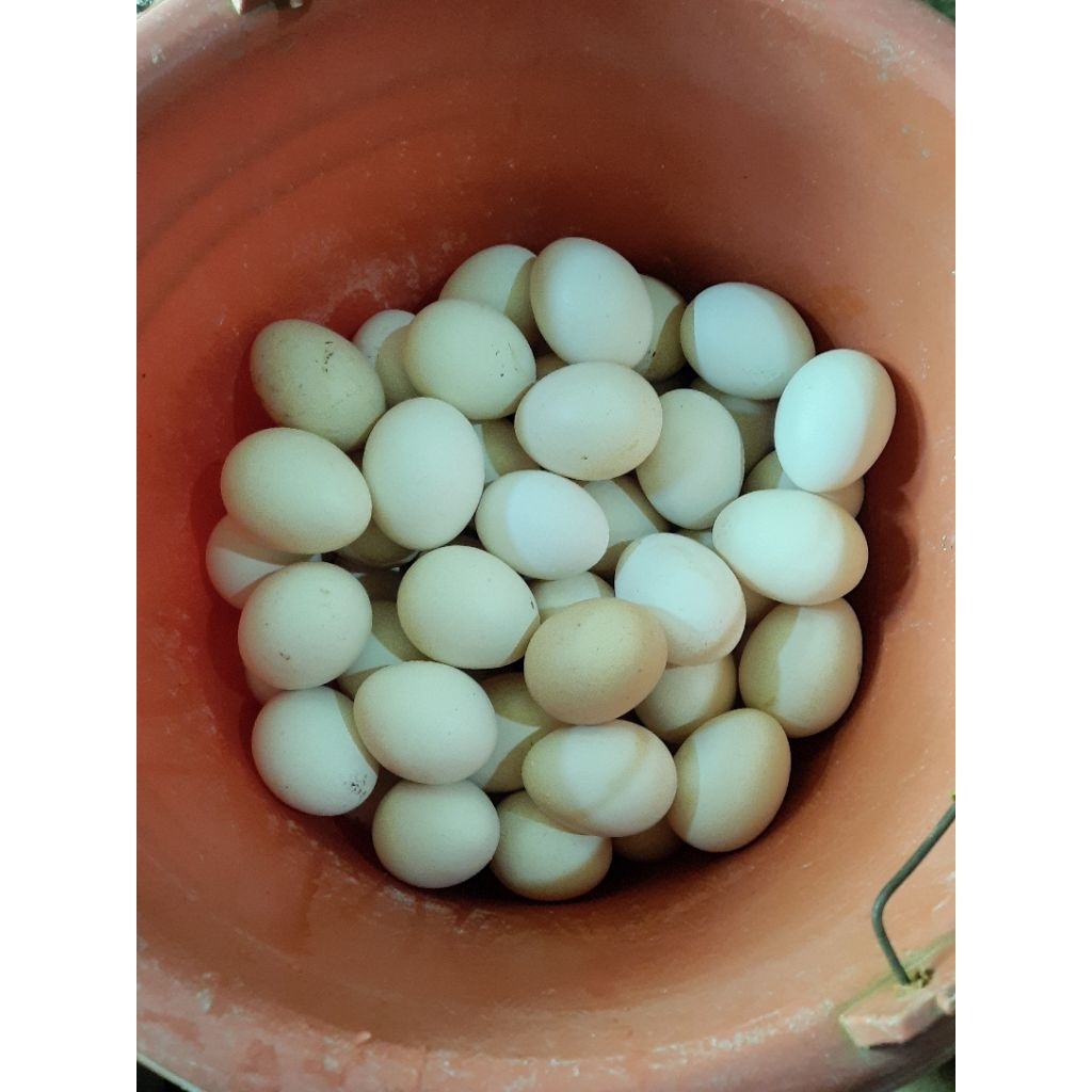 Telur Tetas Ayam KPU (Kampung Petelur Unggul)