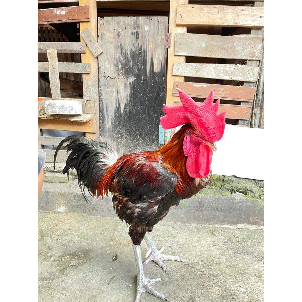 Ayam Pelung Jumbo Asli Cianjur